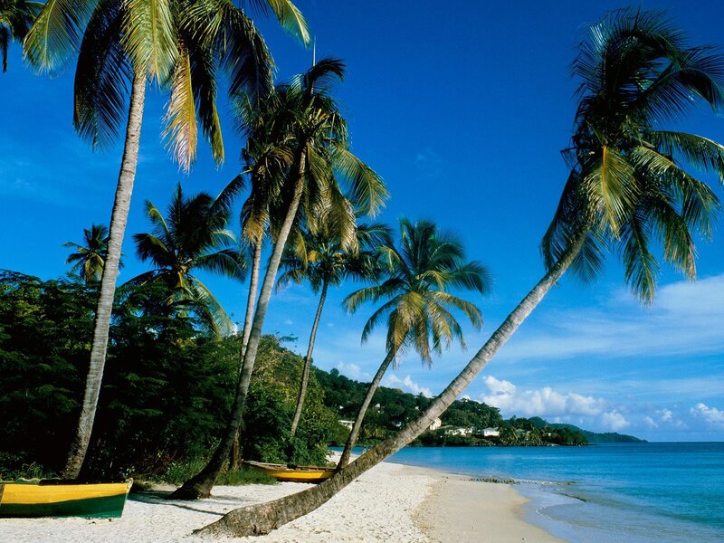 tropical beach with palm trees