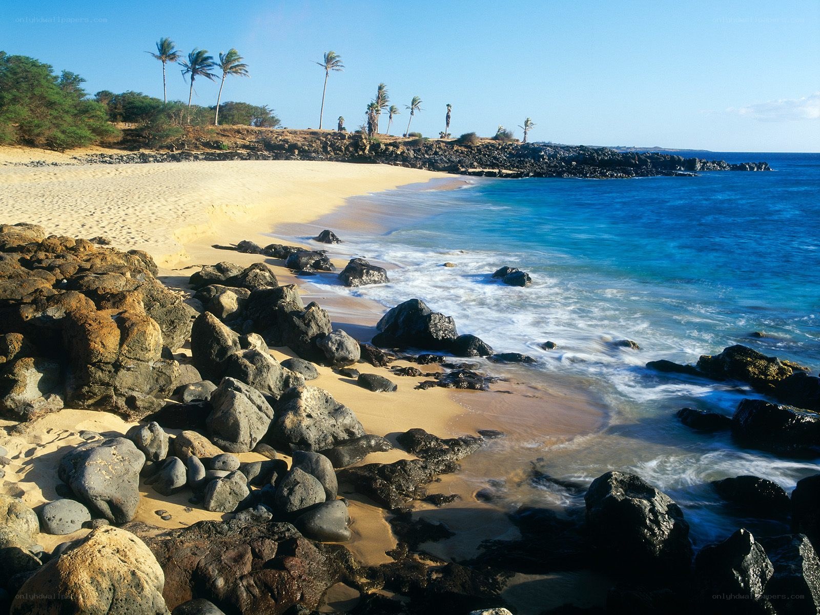 tropical beach with palm trees