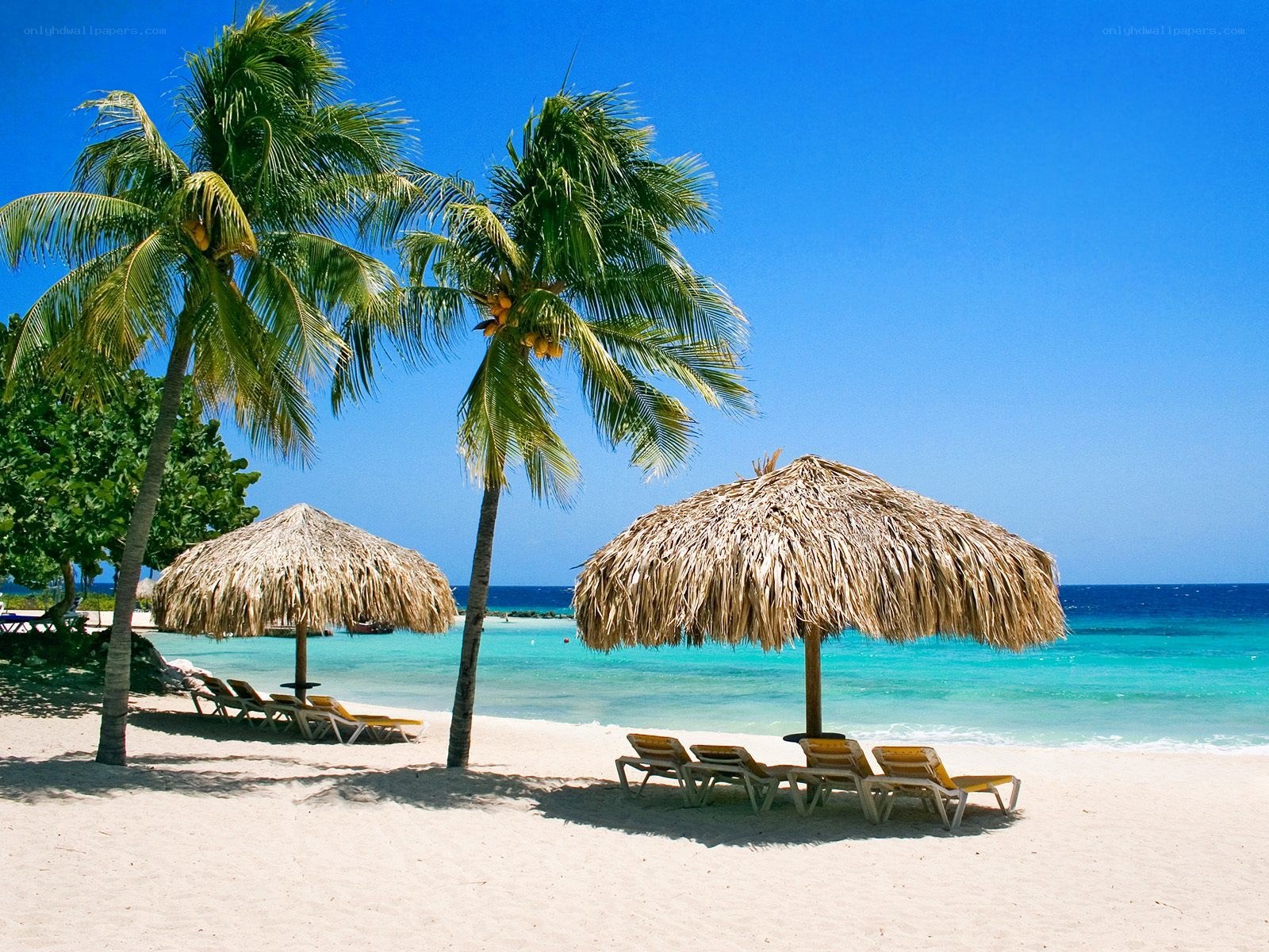 tropical beach with palm trees