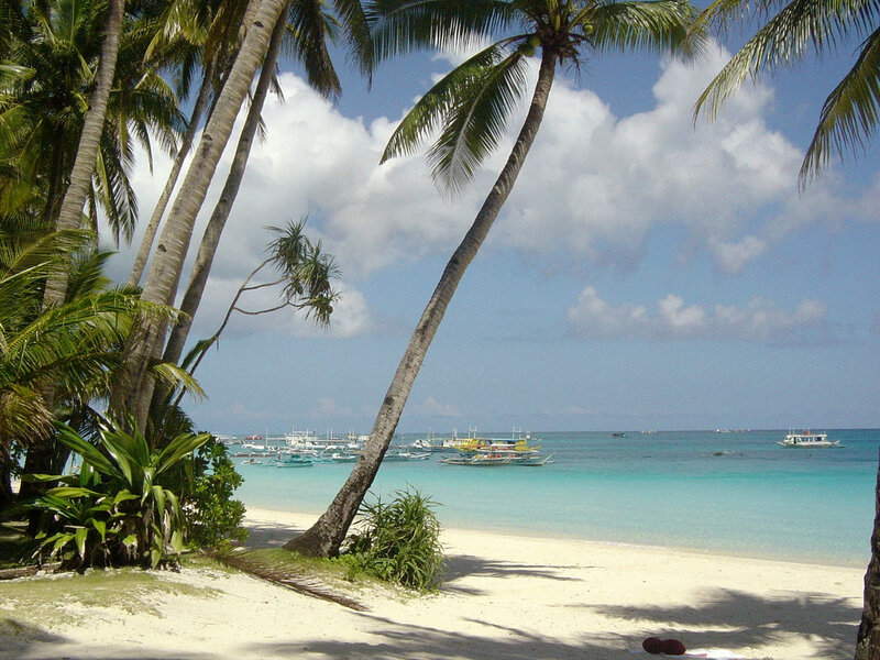 tropical beach with palm trees