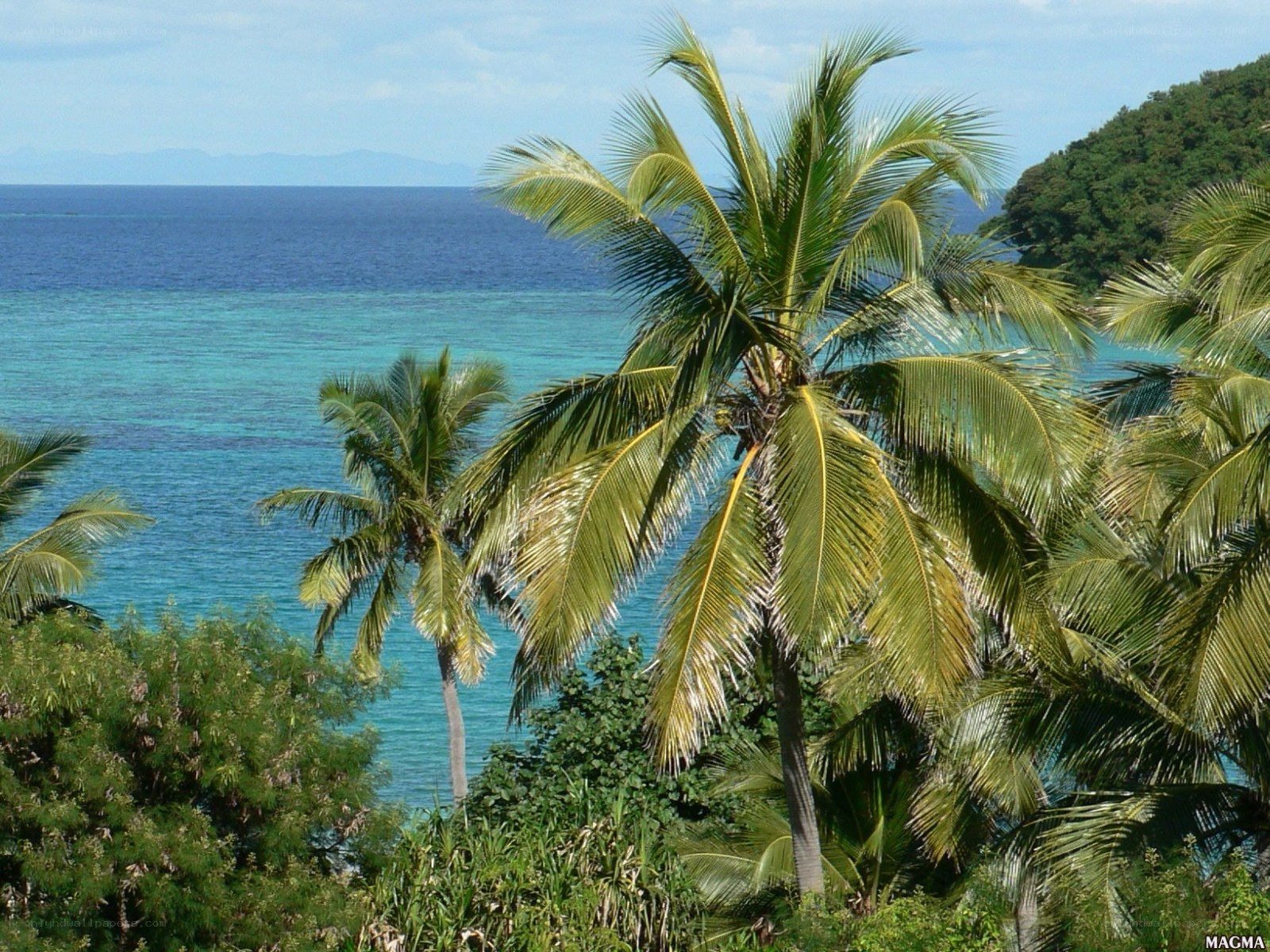 tropical beach with palm trees