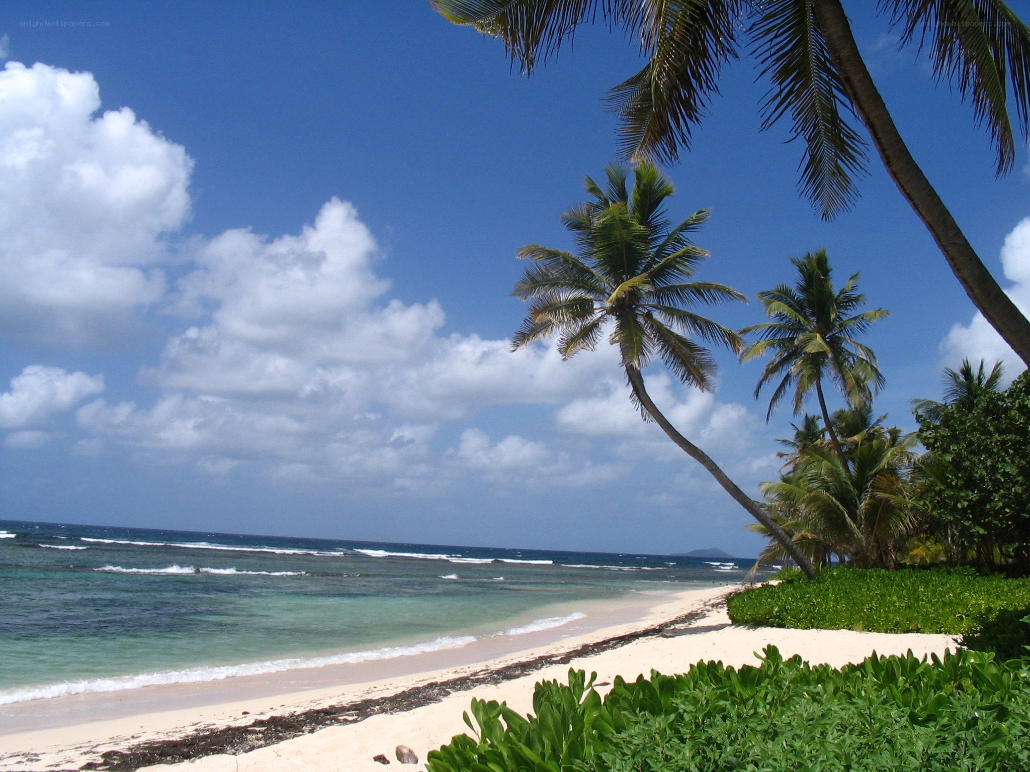 tropical beach with palm trees