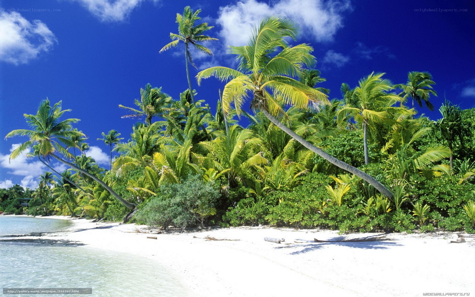 tropical beach with palm trees