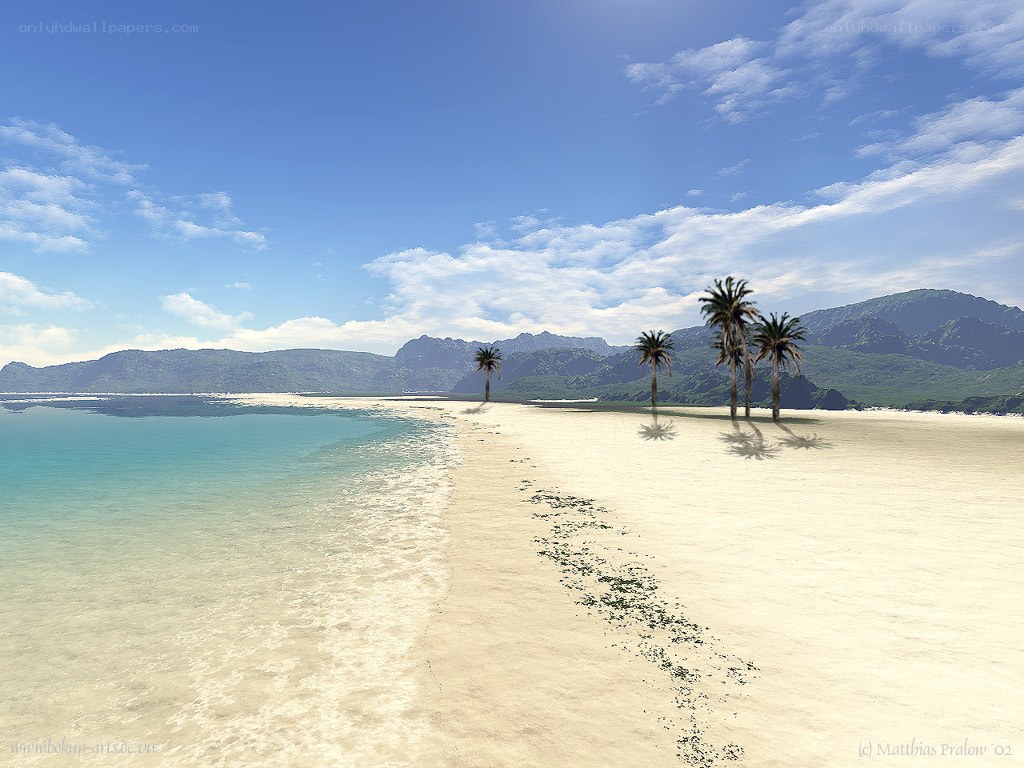 tropical beach with palm trees
