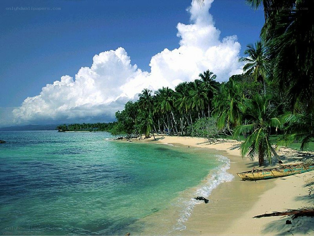 tropical beach with palm trees