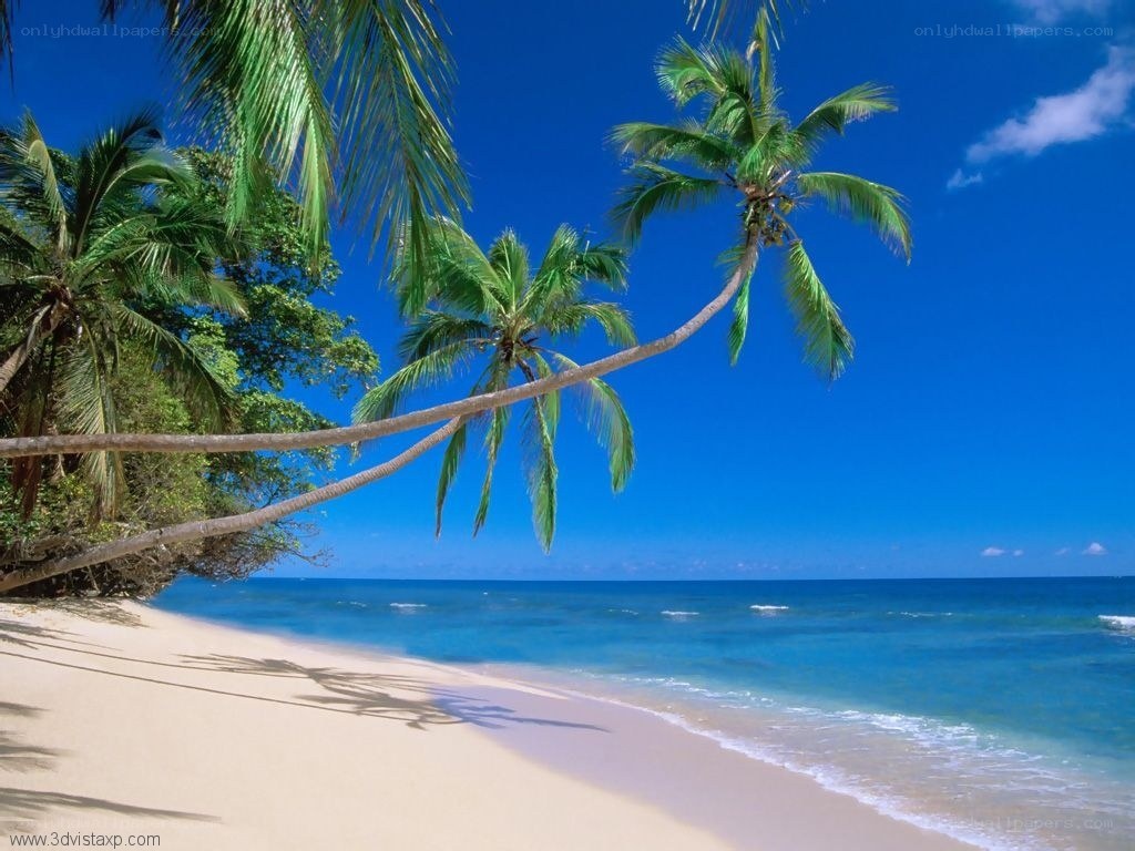 tropical beach with palm trees
