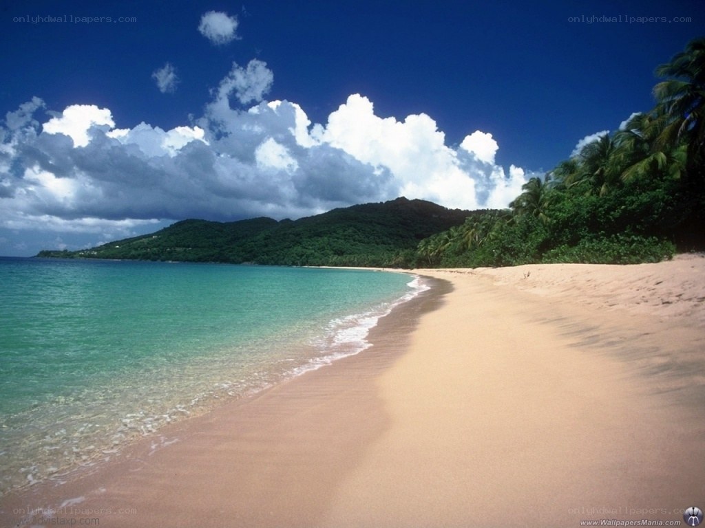 tropical beach with palm trees