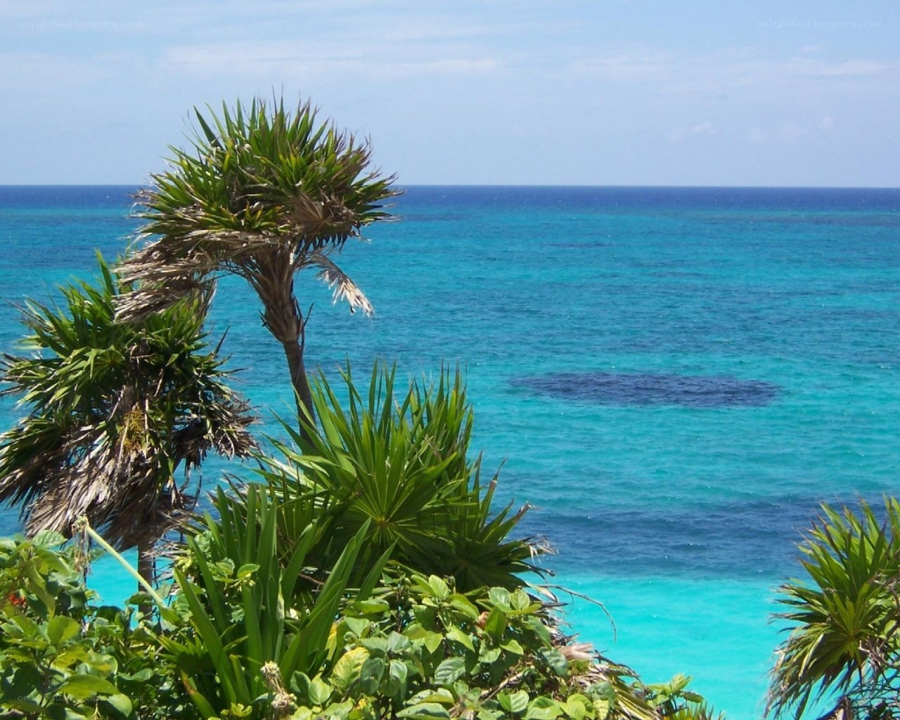 tropical beach with palm trees