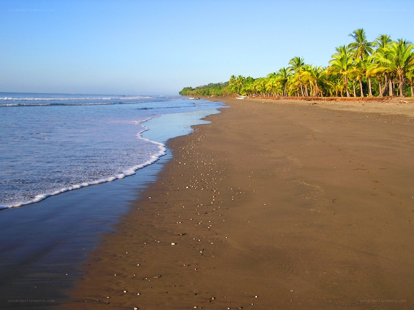 tropical beach with palm trees