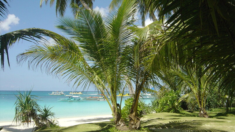 tropical beach with palm trees