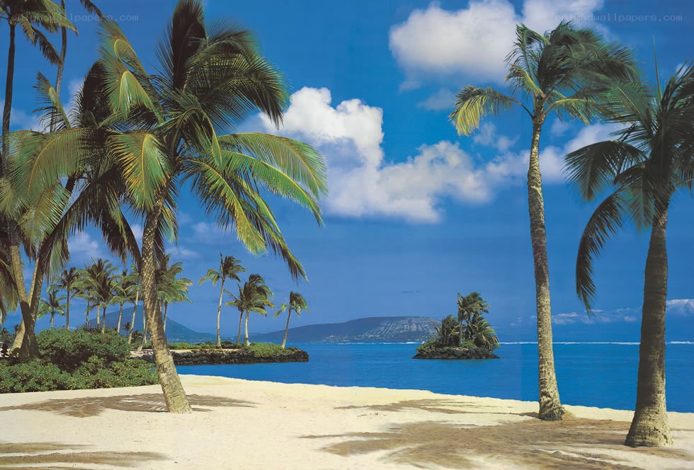 tropical beach with palm trees