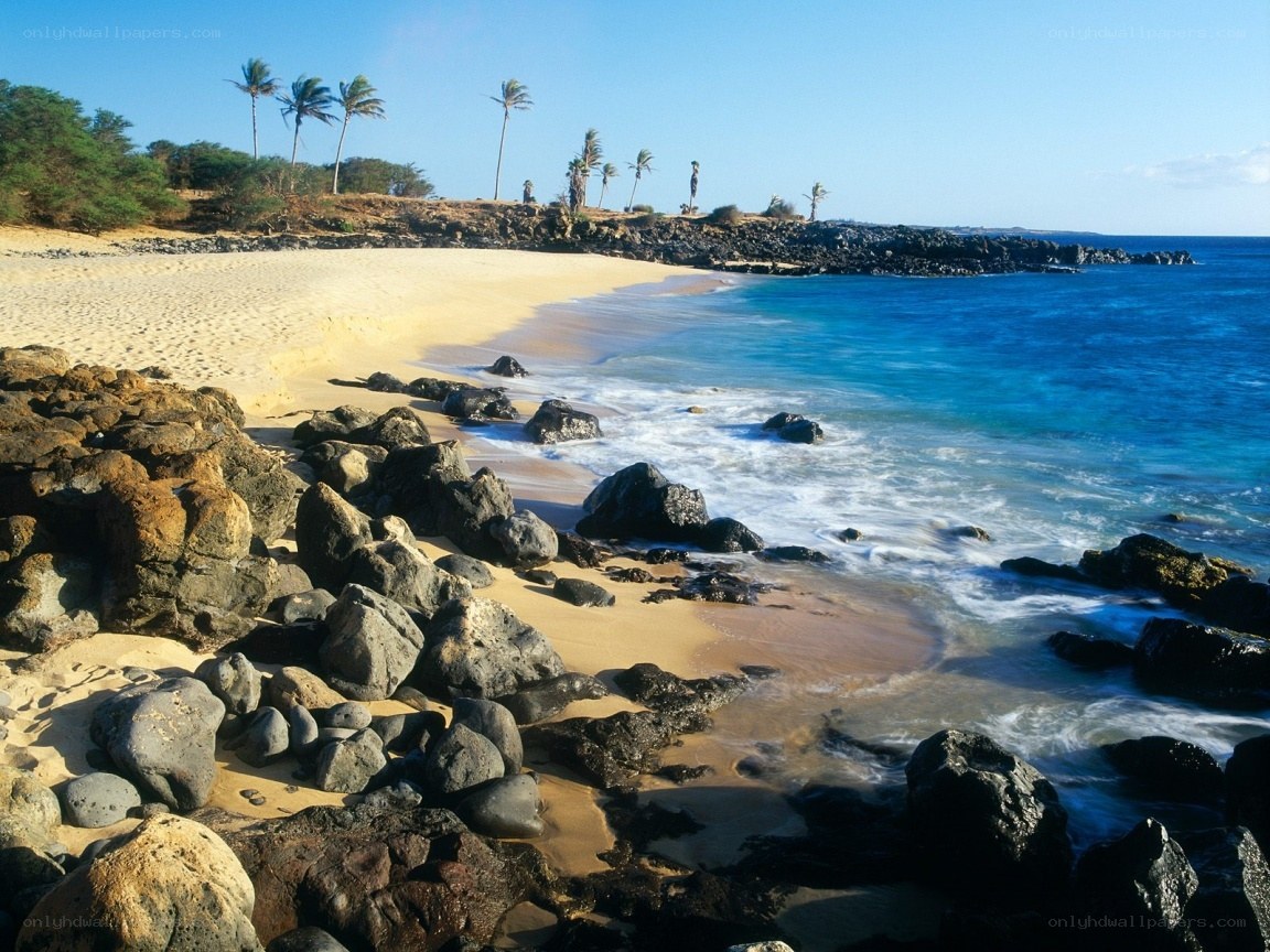 tropical beach with palm trees