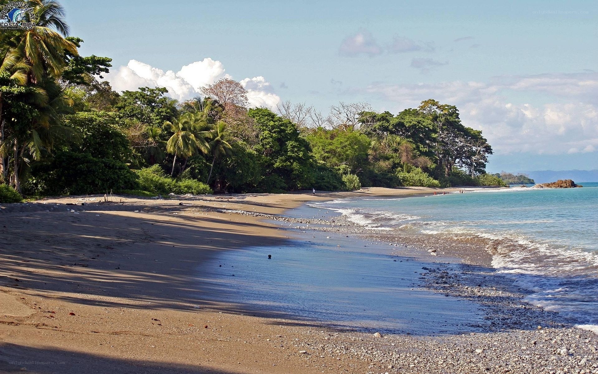 tropical beach with palm trees
