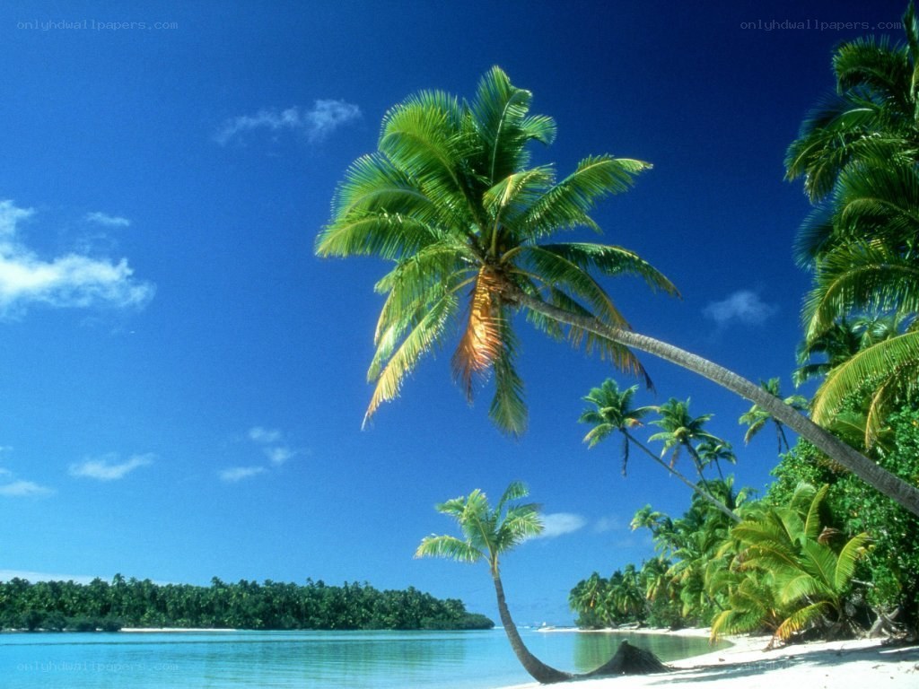 tropical beach with palm trees