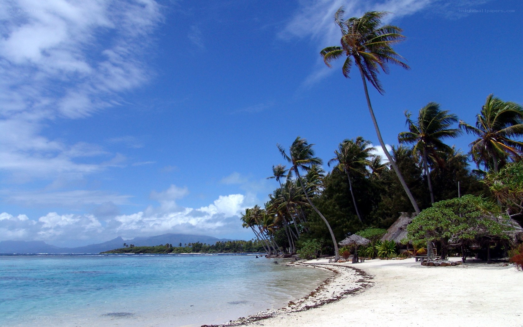 tropical beach with palm trees