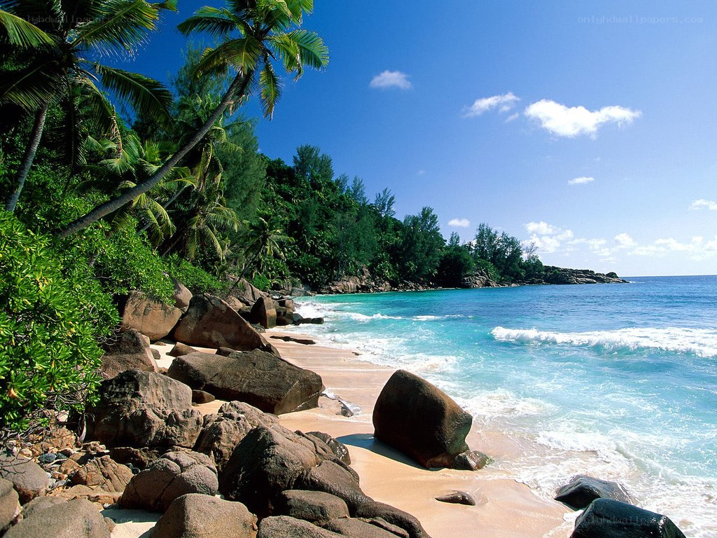 tropical beach with palm trees