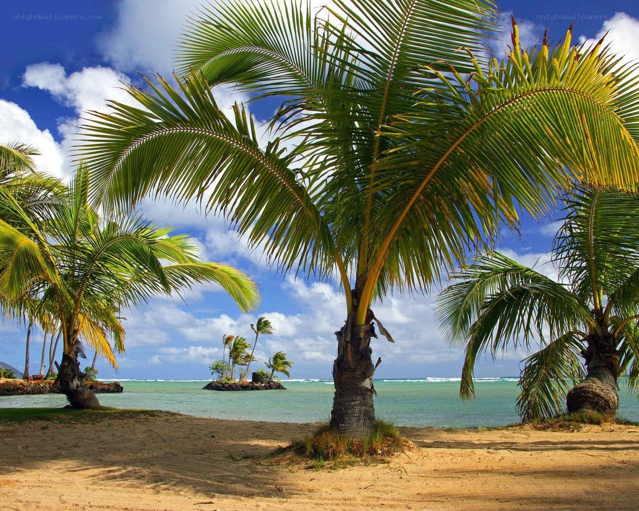 Tropical beach with palm trees