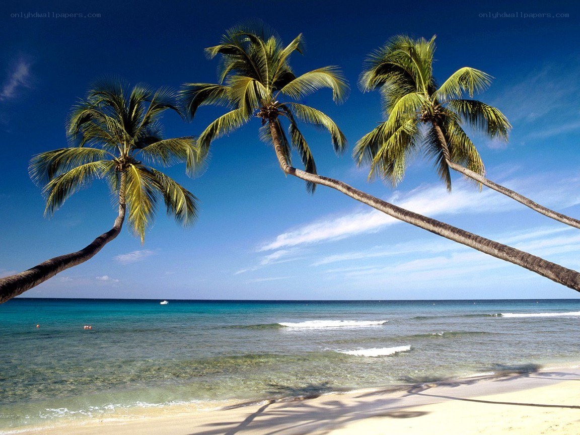 tropical beach with palm trees