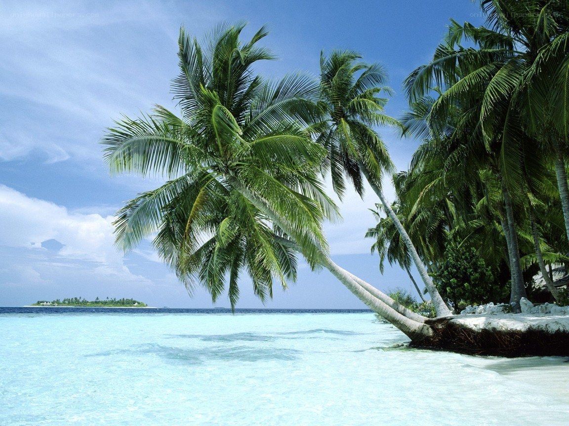 tropical beach with palm trees