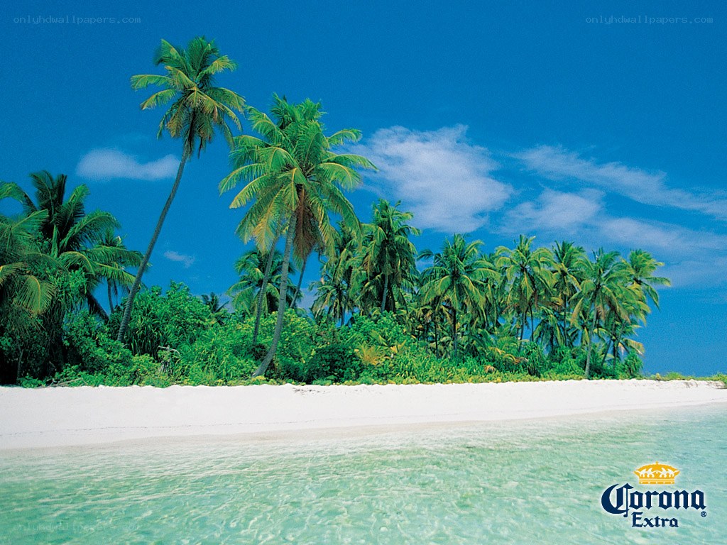 tropical beach with palm trees