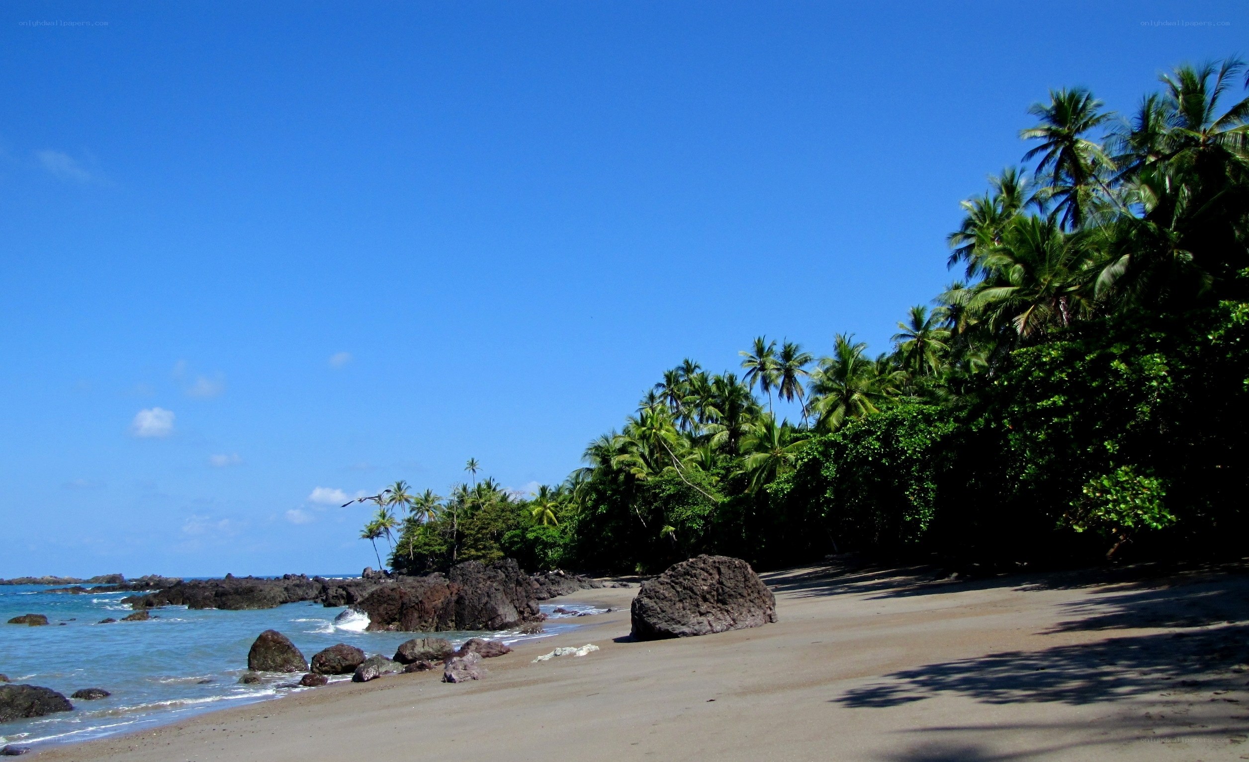 tropical beach with palm trees