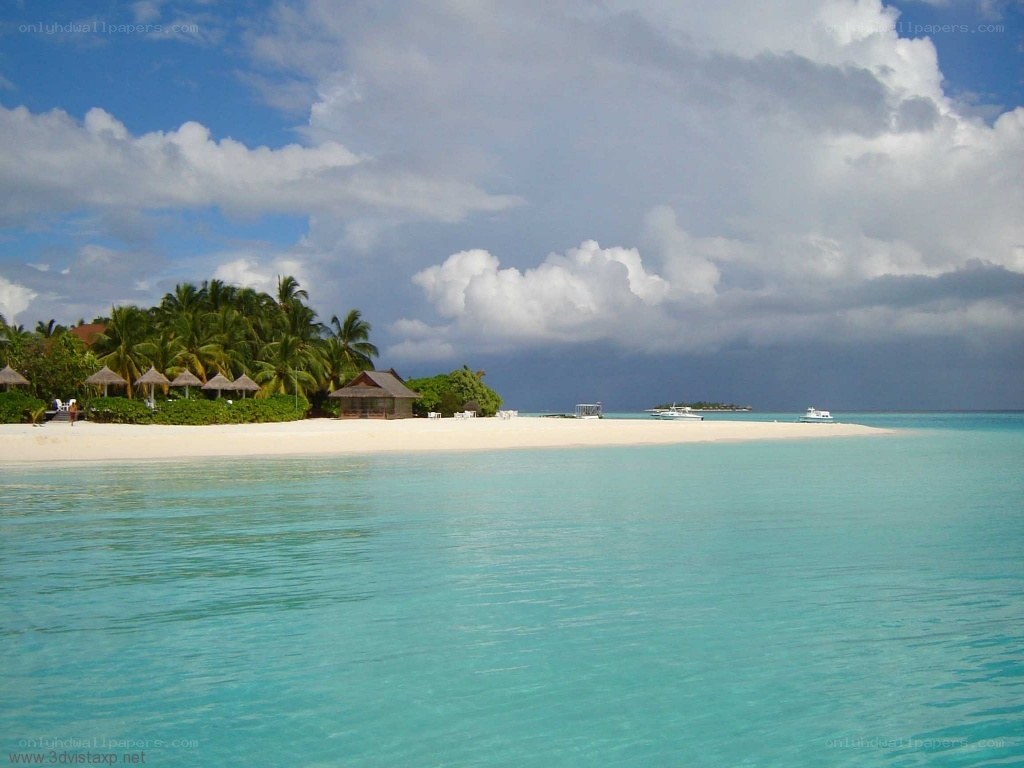 tropical beach with palm trees