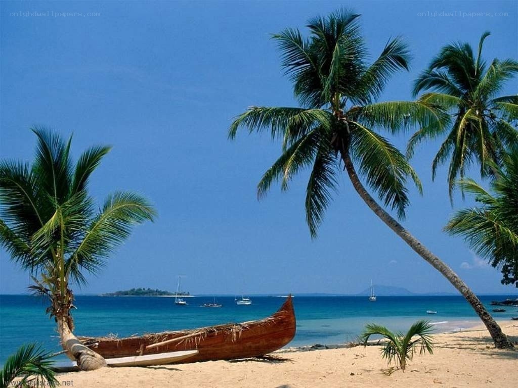 tropical beach with palm trees