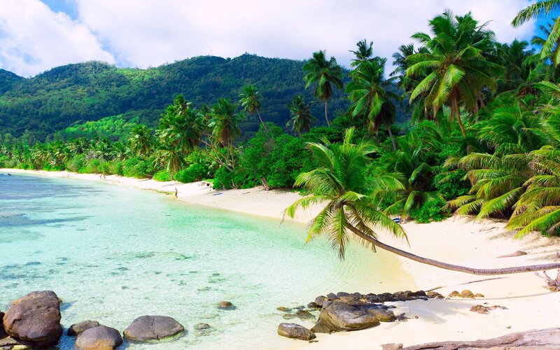 tropical beach with palm trees