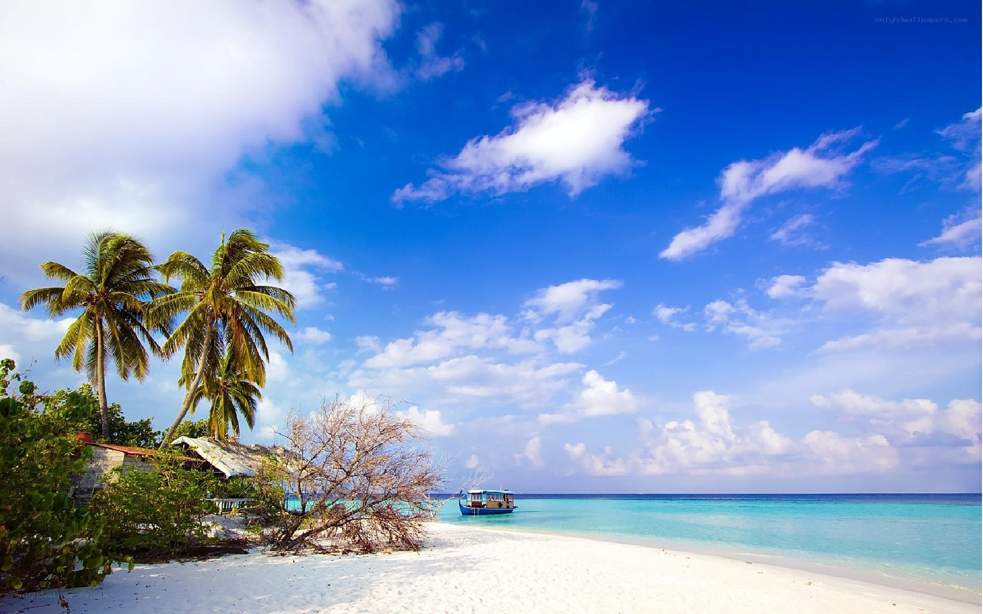 tropical beach with palm trees