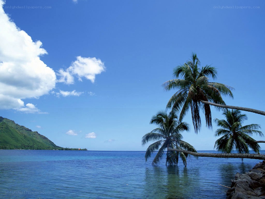 tropical beach with palm trees