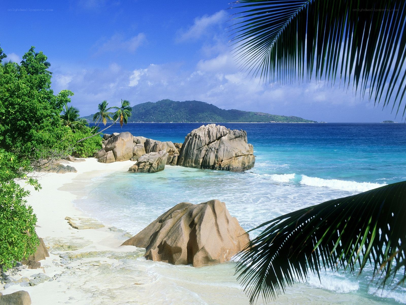 tropical beach with palm trees