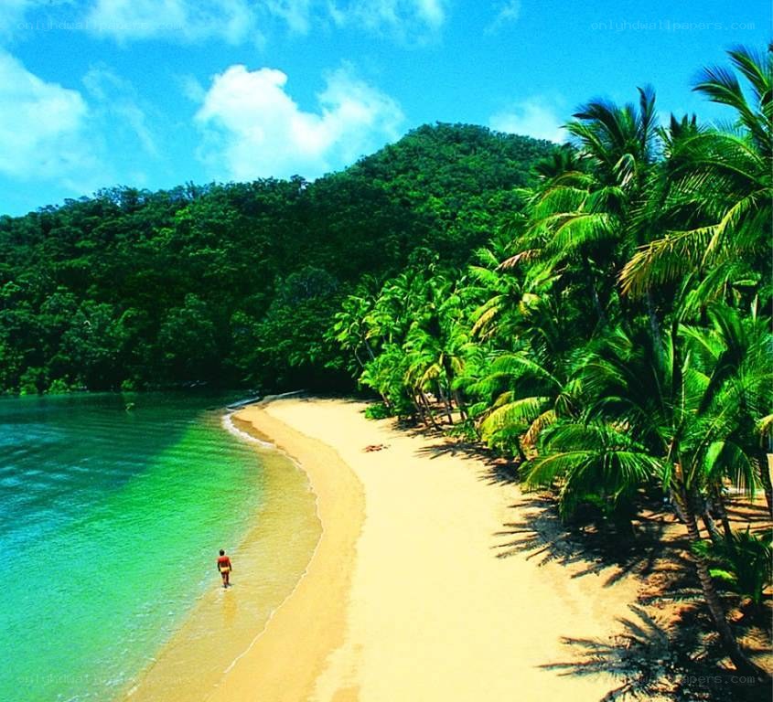 tropical beach with palm trees