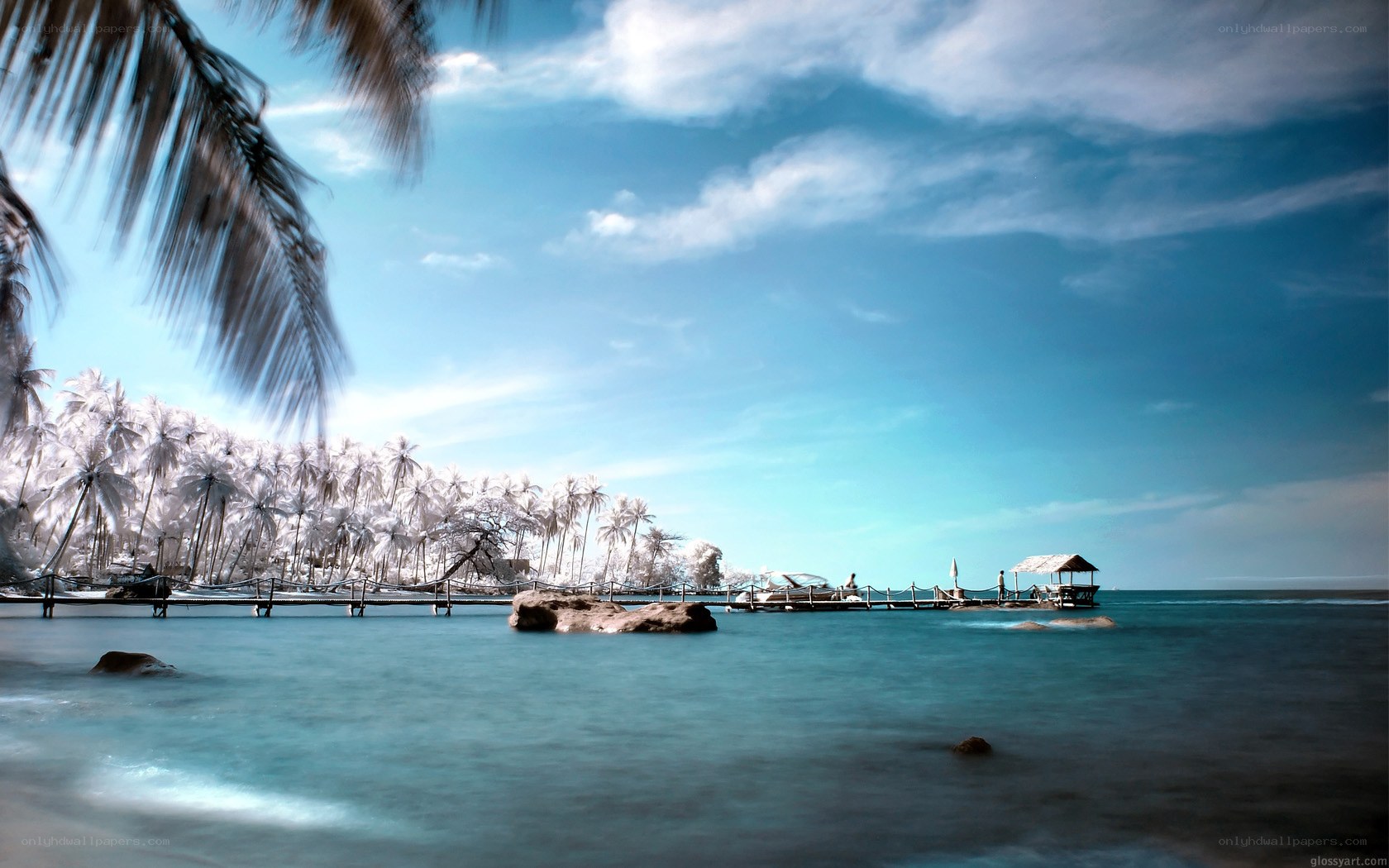 Tropical beach with palm trees