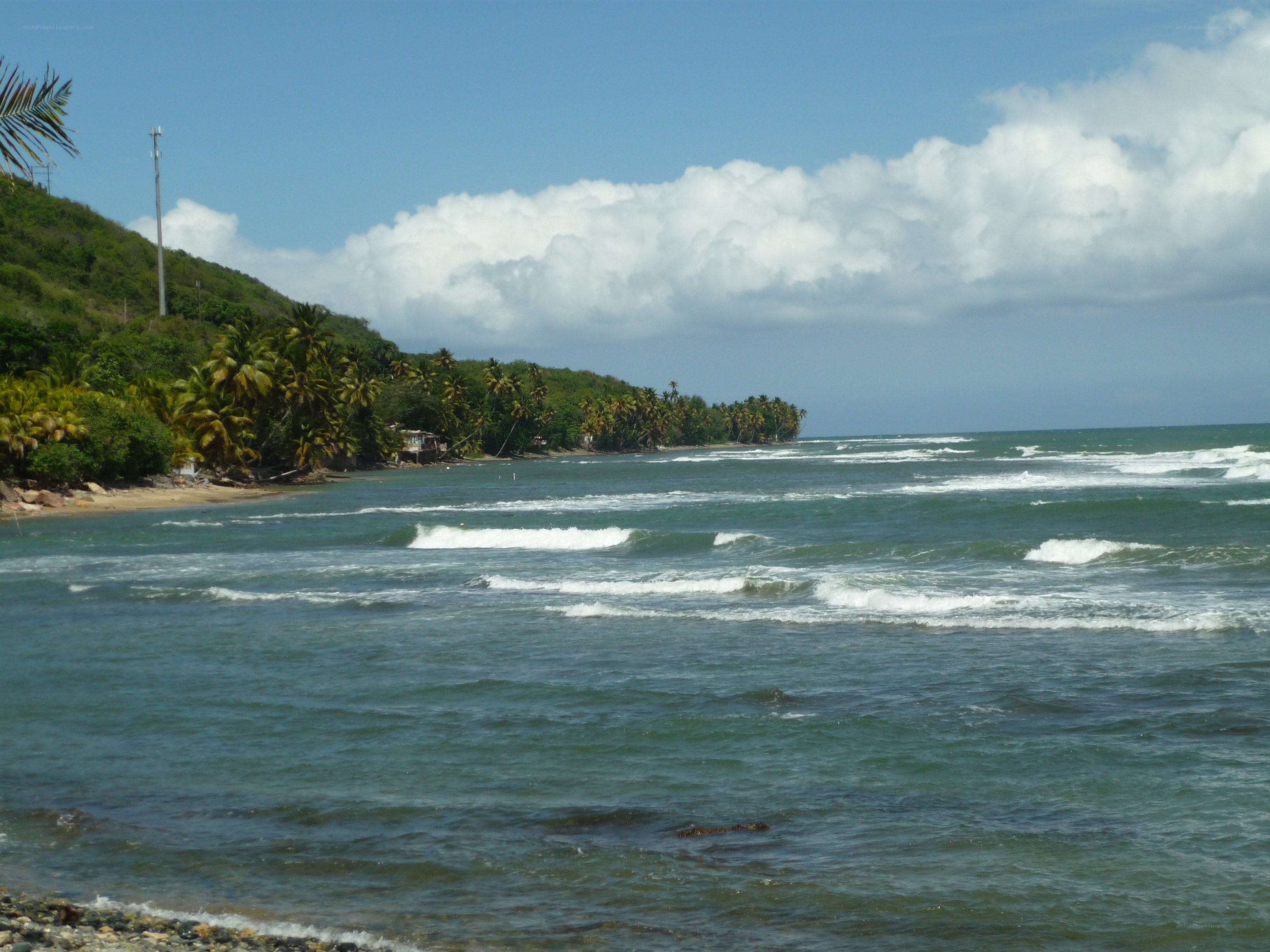 tropical beach with palm trees