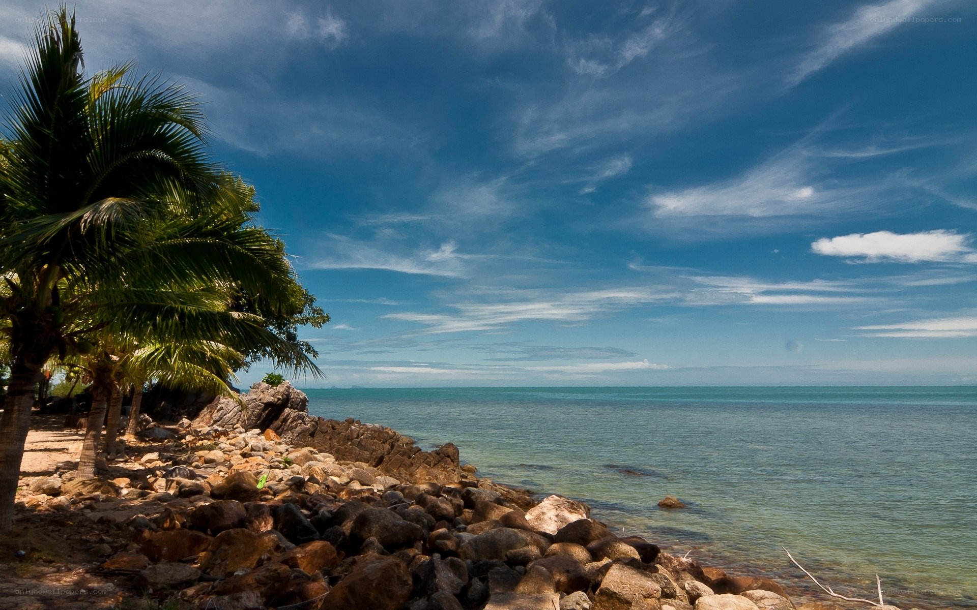 tropical beach with palm trees