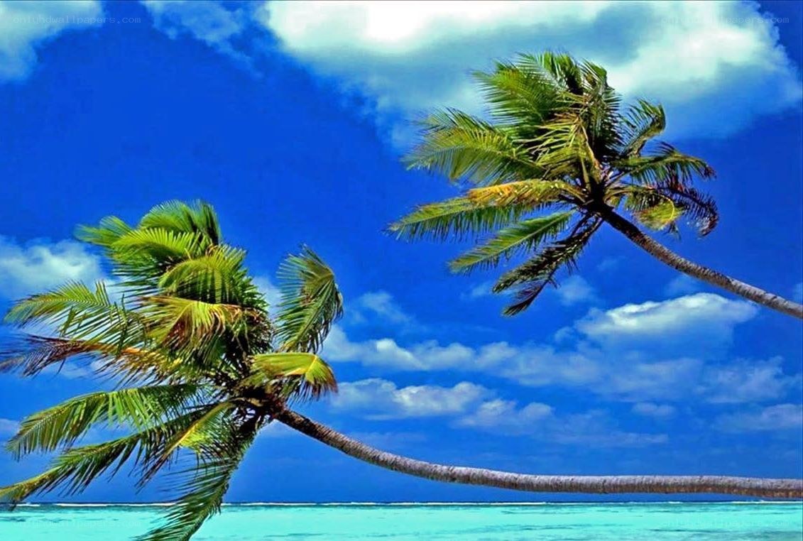 Tropical beach with palm trees