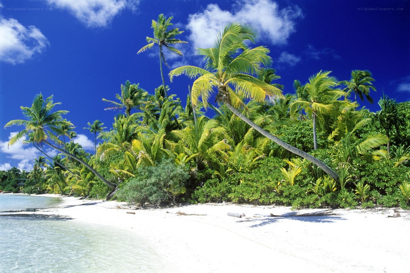tropical beach with palm trees