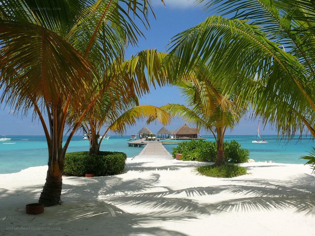 tropical beach with palm trees