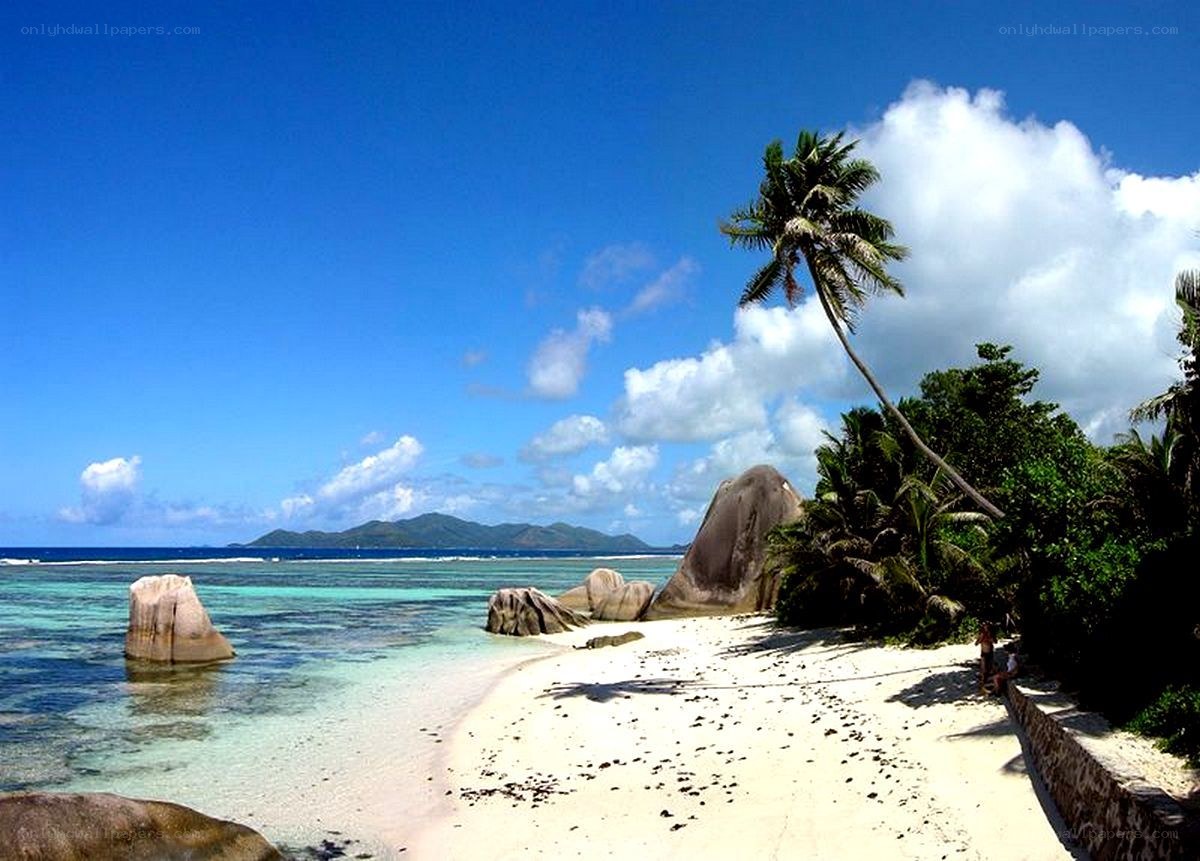 tropical beach with palm trees