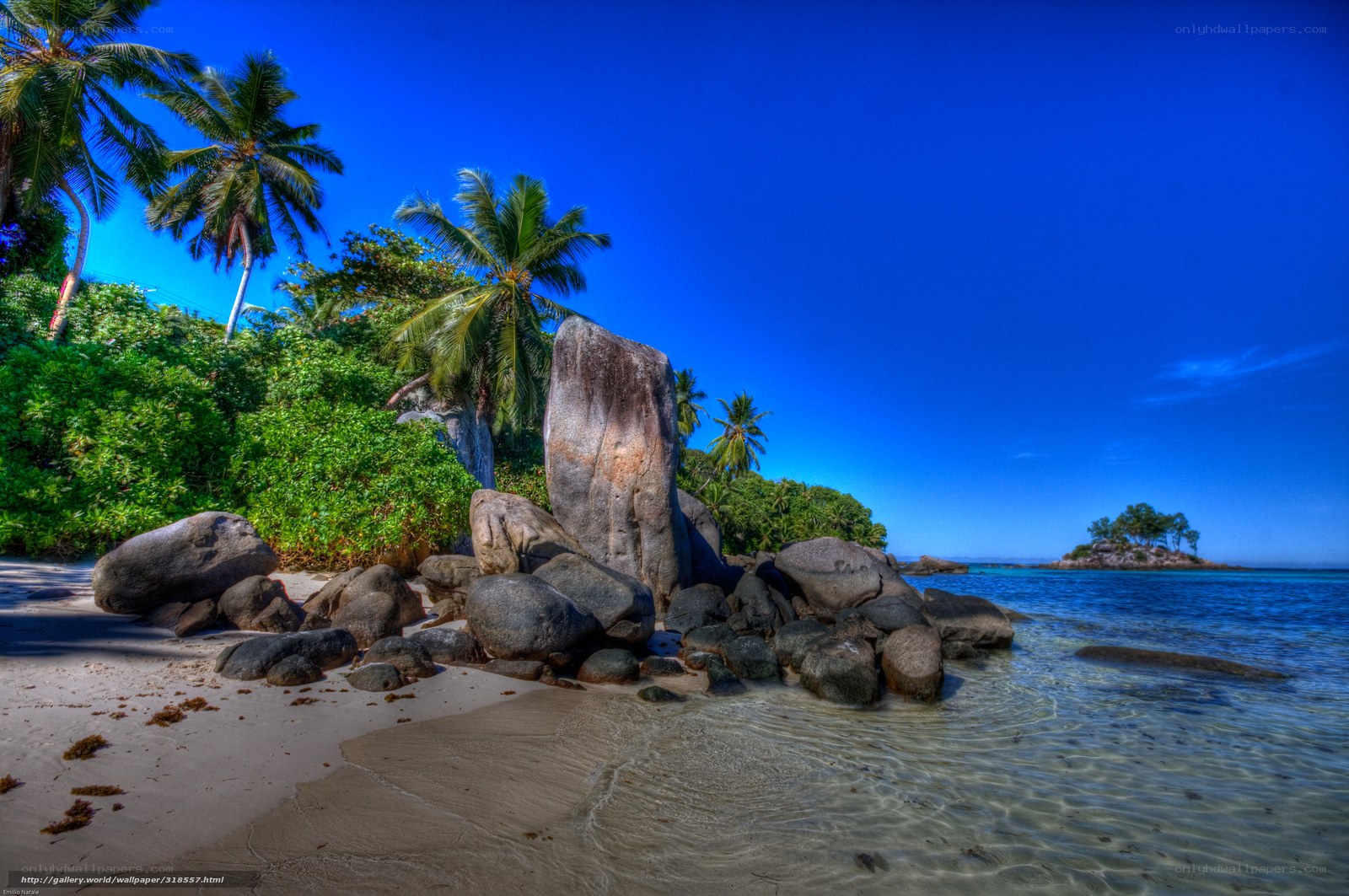 tropical beach with palm trees