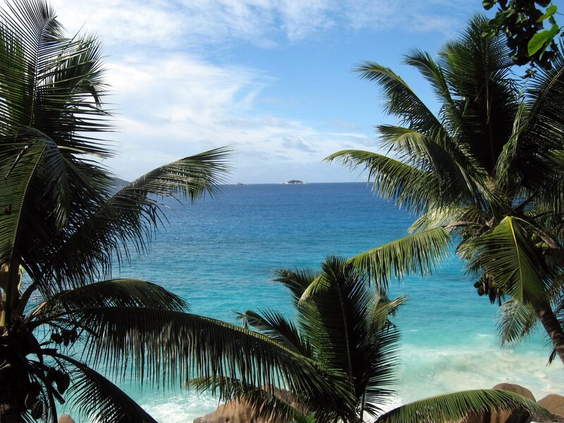 tropical beach with palm trees
