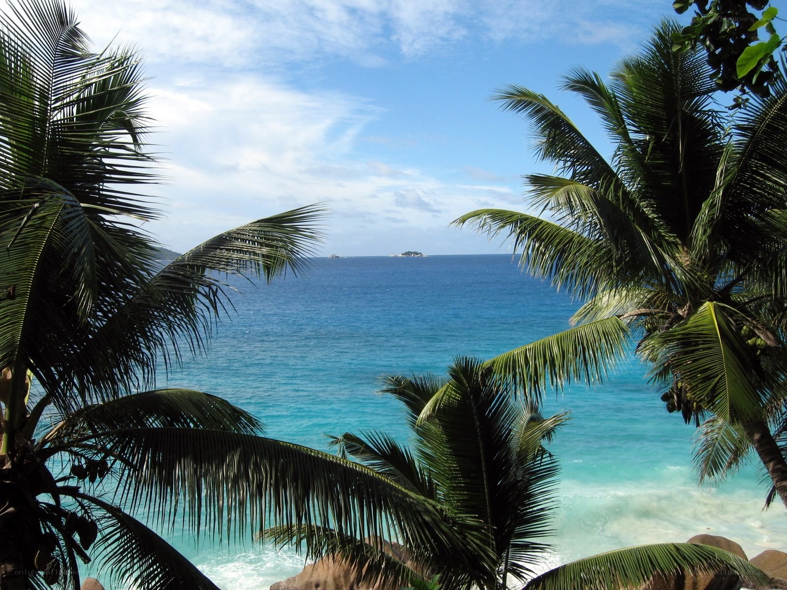 tropical beach with palm trees