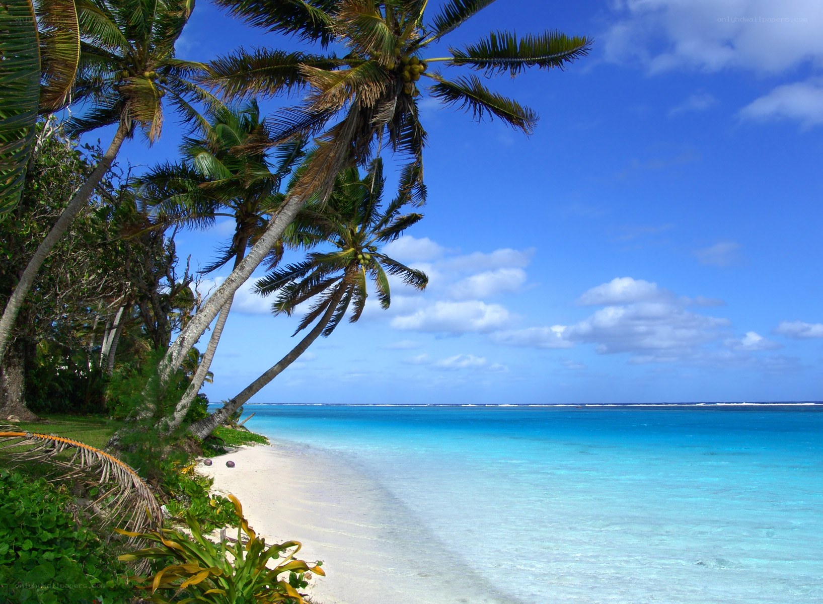 tropical beach with palm trees