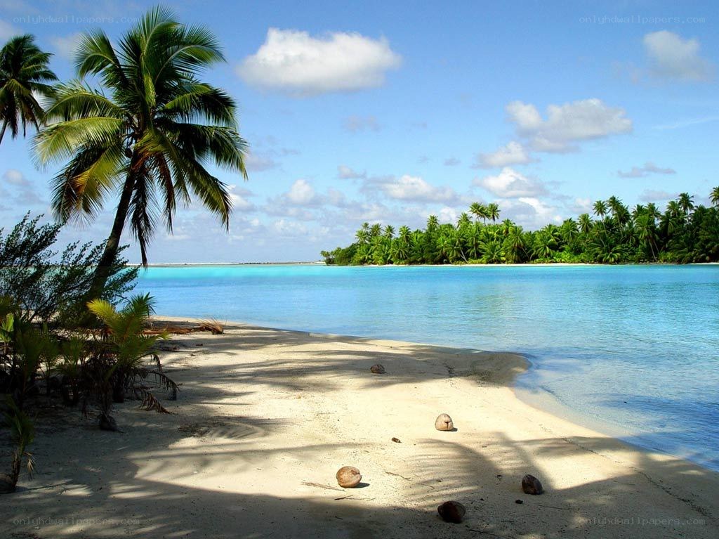 tropical beach with palm trees