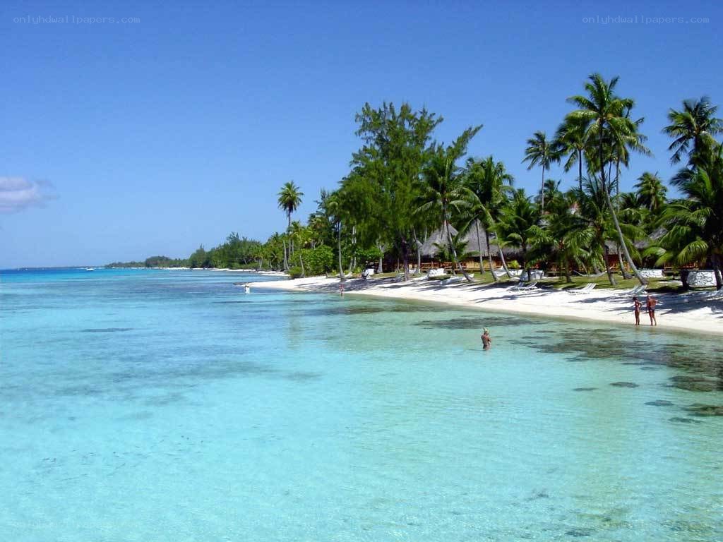 tropical beach with palm trees