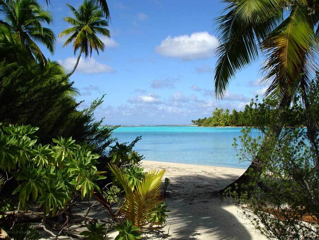 Tropical beach with palm trees