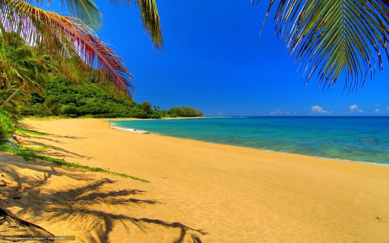tropical beach with palm trees