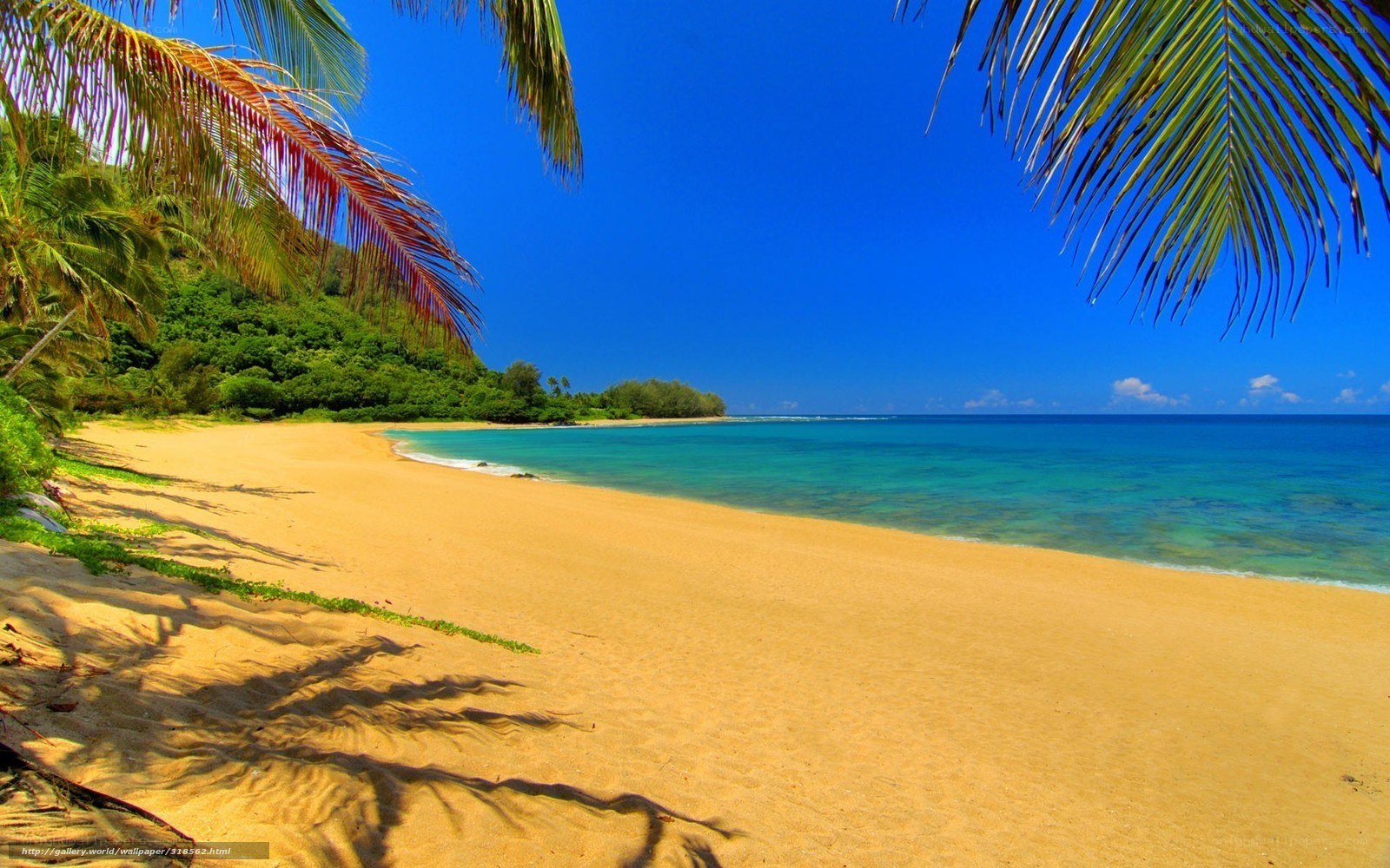 tropical beach with palm trees