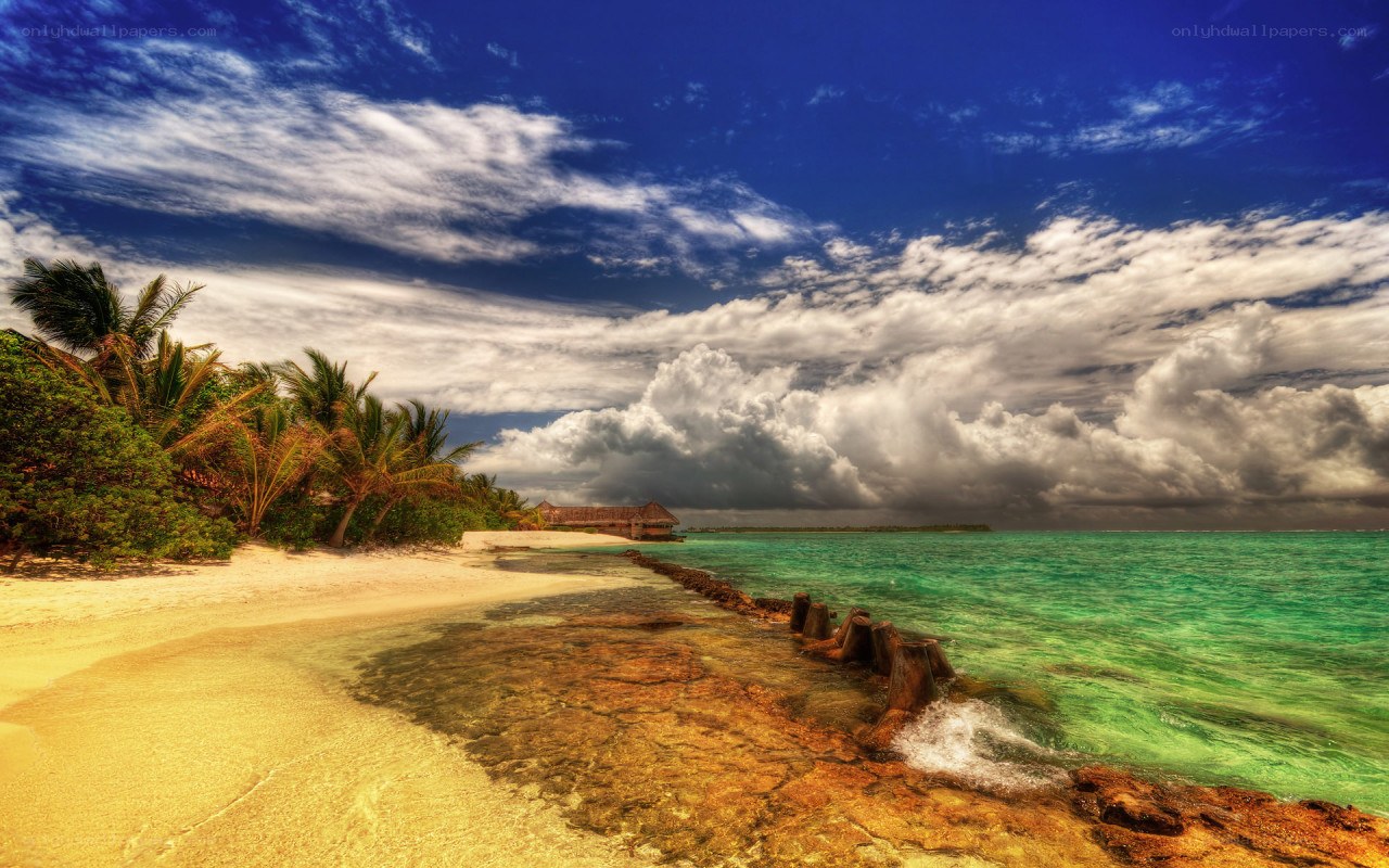 tropical beach with palm trees