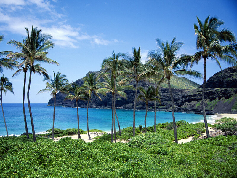 tropical beach with palm trees